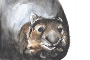 Wombat Sketch, 2014 Watercolour on 190gsm acid free paper Image size 27.8 cm x 21 cm NFS